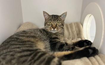 cat adoption photo