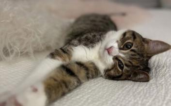 cat adoption photo