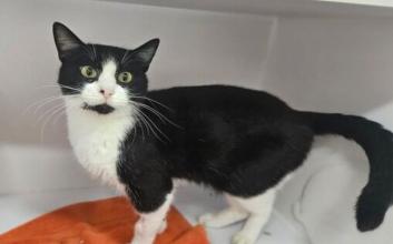 cat adoption photo