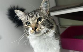 cat adoption photo