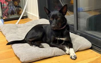 dog adoption photo