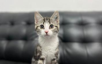 cat adoption photo