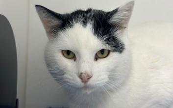 cat adoption photo
