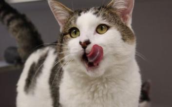 cat adoption photo