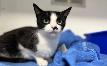 cat adoption photo