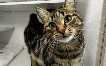 cat adoption photo