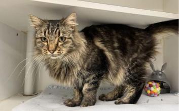 cat adoption photo
