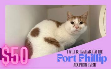 cat adoption photo