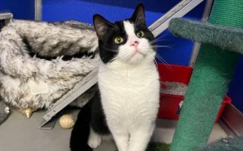 cat adoption photo