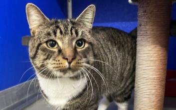 cat adoption photo