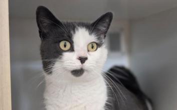cat adoption photo