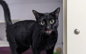 cat adoption photo