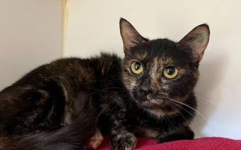cat adoption photo