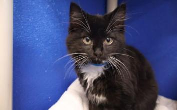 cat adoption photo