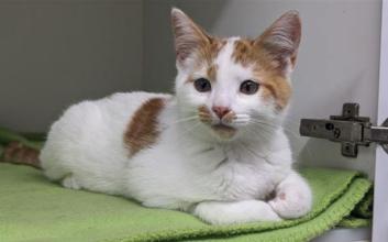 cat adoption photo