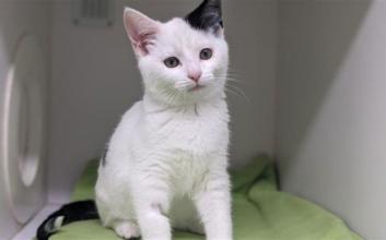 cat adoption photo
