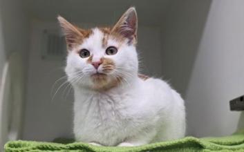 cat adoption photo