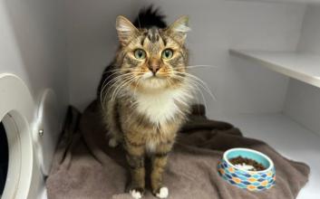 cat adoption photo