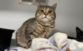 cat adoption photo