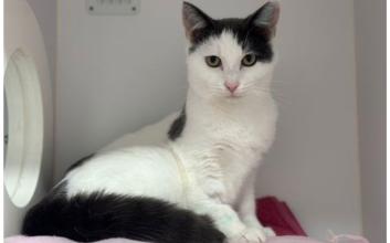 cat adoption photo