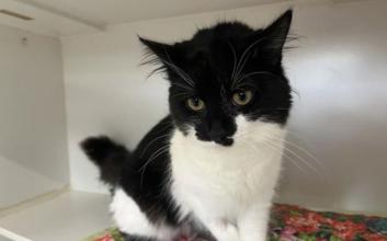 cat adoption photo