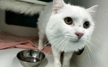 cat adoption photo