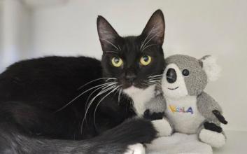 cat adoption photo