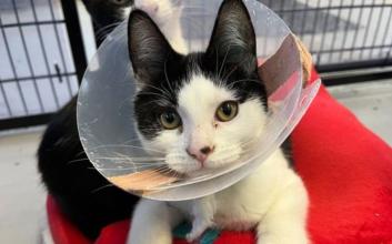 cat adoption photo