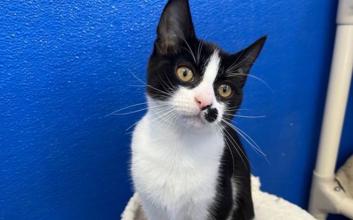 cat adoption photo