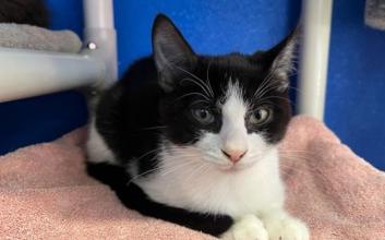 cat adoption photo
