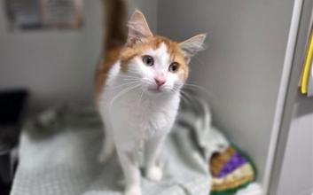 cat adoption photo