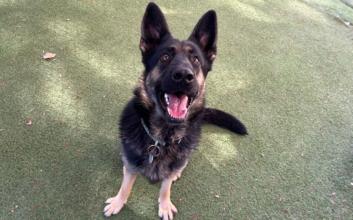 dog adoption photo