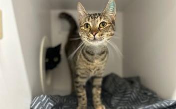 cat adoption photo