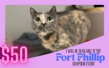 cat adoption photo