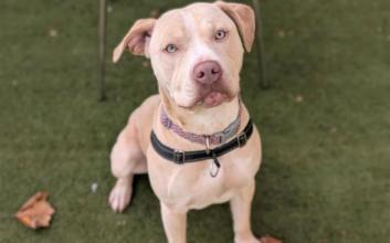 dog adoption photo