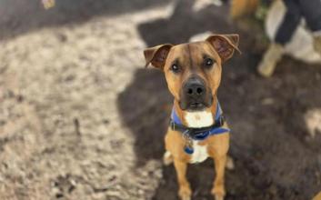 dog adoption photo