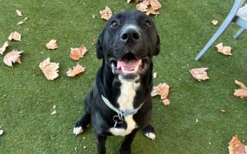 dog adoption photo