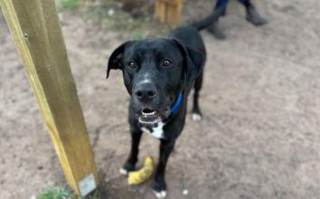 dog adoption photo