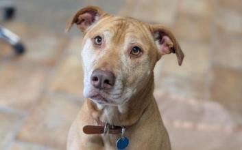 dog adoption photo