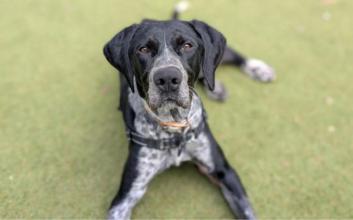 dog adoption photo