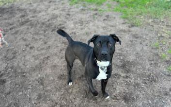 dog adoption photo