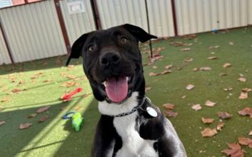 dog adoption photo