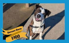 Benson Bone