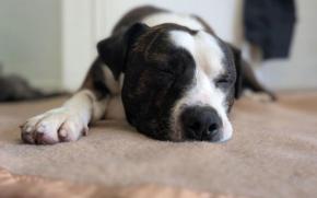 Benson Bone