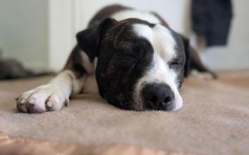 dog adoption photo