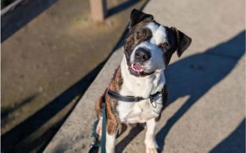 dog adoption photo