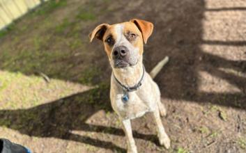 dog adoption photo