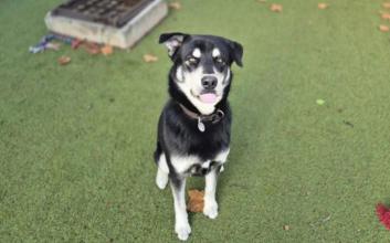dog adoption photo