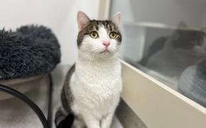 Lentil