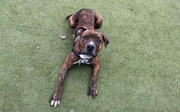 dog adoption photo
